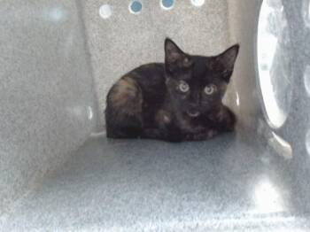 MORNING GLORY -  Domestic Short Hair Cat for Adoption in Albuquerque, New Mexico - MORNING GLORY | PetCurious