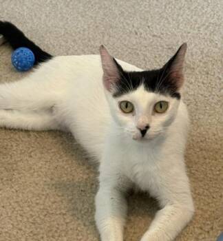 Samantha -  Domestic Short Hair Cat for Adoption in San Antonio, Texas - Samantha | PetCurious