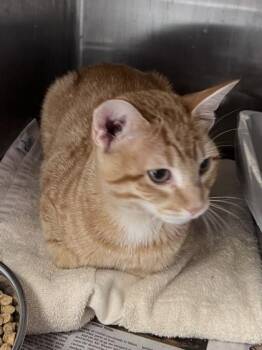 Cheeto -  Domestic Short Hair Cat for Adoption in Houston, Texas - Cheeto | PetCurious