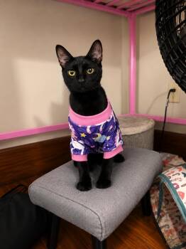 Todd -  Domestic Short Hair Cat for Adoption in Akron, Ohio - Todd | PetCurious