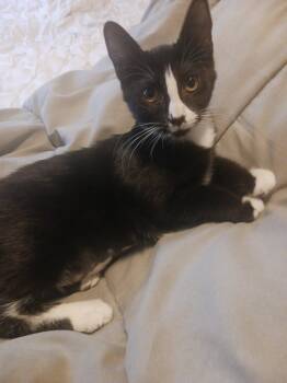 Starling (1284) -  Domestic Short Hair Cat for Adoption in Zephyrhills, Florida - Starling (1284) | PetCurious