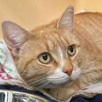 Marilyn -  Domestic Short Hair Cat for Adoption in East Hanover, New Jersey - Marilyn | PetCurious