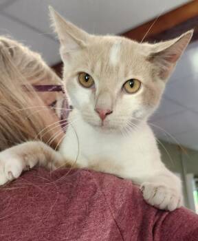 Buster -  Domestic Short Hair Cat for Adoption in East Greenville, Pennsylvania - Buster | PetCurious