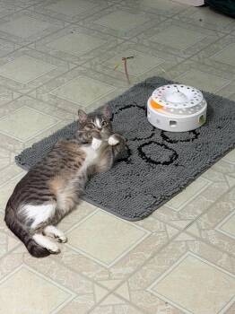 Domestic Short Hair Cats Available for Adoption - Leah | PetCurious