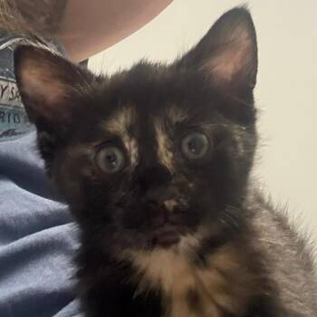 Sugar Cookie -  Domestic Short Hair Cat Available for Adoption in Winchester, Virginia - Sugar Cookie | PetCurious