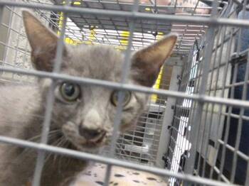WILLY WONKA -  Domestic Short Hair Cat for Adoption in Tulsa, Oklahoma - WILLY WONKA | PetCurious