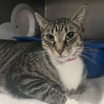 Domestic Short Hair Cats Available for Adoption - Ms. Bobbi | PetCurious