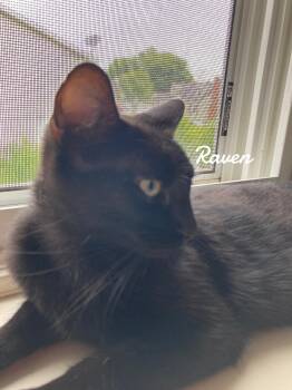 Domestic Short Hair Cats Available for Adoption - Raven | PetCurious