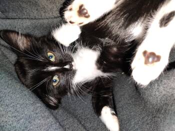 Solar Flare -  Domestic Short Hair Cat for Adoption in Fruit Heights, Utah - Solar Flare | PetCurious