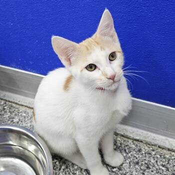 Juice Box -  American Shorthair Cat for Adoption in Dunkirk, New York - Juice Box | PetCurious