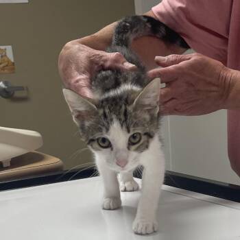 Bette -  Domestic Short Hair Cat for Adoption in Canton, Illinois - Bette | PetCurious