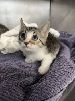 Domestic Short Hair Cats Available for Adoption in Woodland, California - *ASPEN | PetCurious