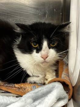 STINKY -  Domestic Short Hair Cat for Adoption in Fort Lauderdale, Florida - STINKY | PetCurious