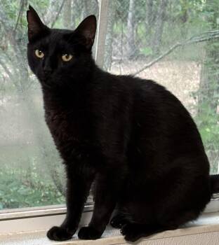 Pepper -  Domestic Short Hair Cat Available for Adoption in Bolivia, North Carolina - Pepper | PetCurious