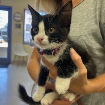 Domestic Short Hair Cats Available for Adoption in Goleta, California - Coco | PetCurious