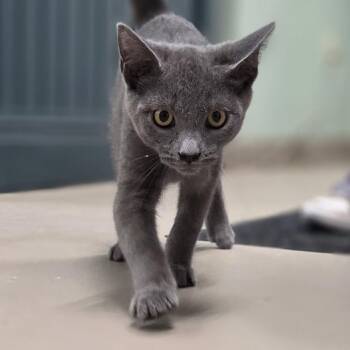 Leo -  Domestic Short Hair Cat for Adoption in Pittsford, Vermont - Leo | PetCurious