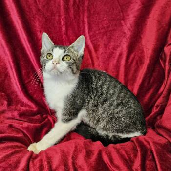 Barry -  Domestic Short Hair Cat for Adoption in Searcy, Arkansas - Barry | PetCurious