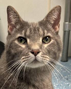 Bean A428 -  Domestic Medium Hair Cat for Adoption in Morganton, North Carolina - Bean A428 | PetCurious