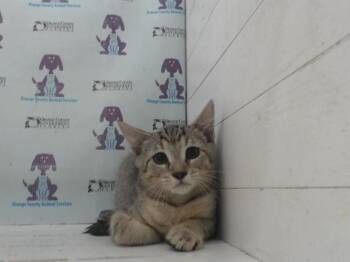 Domestic Short Hair Cats Available for Adoption in Orlando, Florida - A597667 | PetCurious