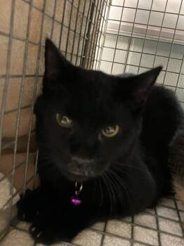 Domestic Short Hair Cats Available for Adoption in Jacksonville, Florida - SCARECROW | PetCurious