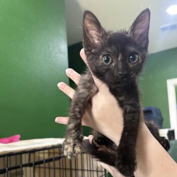 RAINBOW BELTS -  Domestic Short Hair Cat for Adoption in Kyle, Texas - RAINBOW BELTS | PetCurious