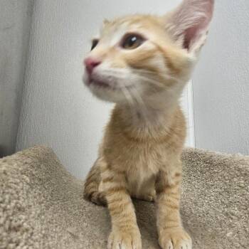 Fabio -  Domestic Short Hair Cat for Adoption in Grantsville, Utah - Fabio | PetCurious