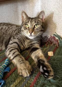 Domestic Short Hair Cats Available for Adoption - Ethel | PetCurious