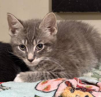 Nico -  Domestic Short Hair Cat for Adoption in East Hanover, New Jersey - Nico | PetCurious