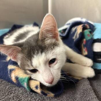 Domestic Short Hair Cats Available for Adoption - Thimble | PetCurious