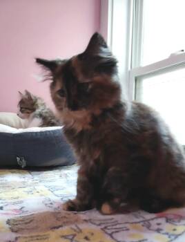 Fireball * IN FOSTER * -  Domestic Long Hair Cat for Adoption in South Bend, Indiana - Fireball * IN FOSTER * | PetCurious