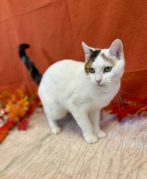 Rescue Domestic Short Hair Cats for Adoption in Upper Sandusky, Ohio - Splotch | PetCurious