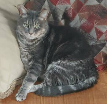 Domestic Short Hair Cats Available for Adoption - Gilly | PetCurious