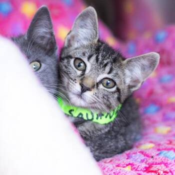 Savanna (bonded with Jericho) -  Domestic Short Hair Cat for Adoption in Wilmington, Delaware - Savanna (bonded With Jericho) | PetCurious