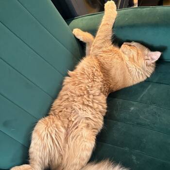 Rescue Domestic Long Hair Cats for Adoption in Rochester, Minnesota - Harun | PetCurious