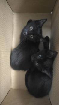 Domestic Short Hair Cats Available for Adoption in Wichita, Kansas - Gerard | PetCurious