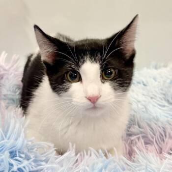 Portobello -  Domestic Short Hair Cat for Adoption in East Hampton, New York - Portobello | PetCurious