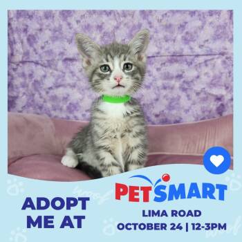 Sleepy -  Domestic Short Hair Cat for Adoption in Fort Wayne, Indiana - Sleepy | PetCurious