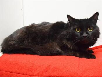 Domestic Medium Hair Cats Available for Adoption in Sacramento, California - PANTHER | PetCurious