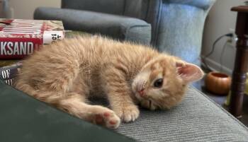 Bella -  Domestic Medium Hair Cat for Adoption in Richmond, Virginia - Bella | PetCurious