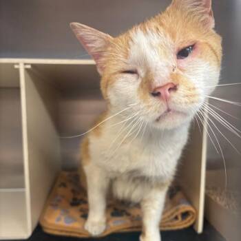 Bonk! -  Domestic Short Hair Cat for Adoption in Newark, New Jersey - Bonk! | PetCurious