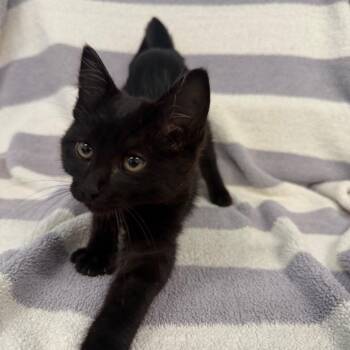 Pepsi -  Domestic Short Hair Cat for Adoption in Newberg, Oregon - Pepsi | PetCurious