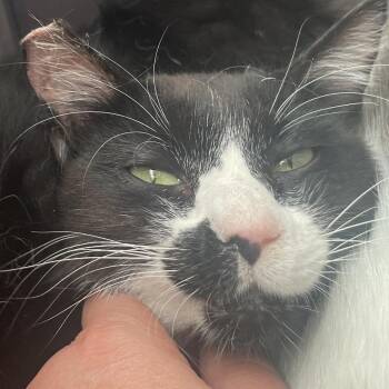 Gulliver -  Domestic Short Hair Cat for Adoption in Buffalo, Wyoming - Gulliver | PetCurious
