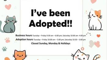 Rescue Domestic Medium Hair and Domestic Short Hair Cats for Adoption in Moreno Valley, California - A546388 | PetCurious