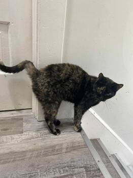Domestic Short Hair Cats Available for Adoption - Poppy | PetCurious