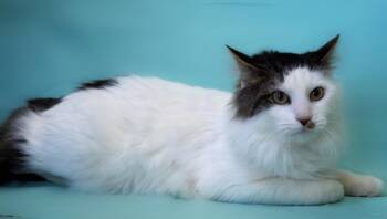 Domestic Long Hair Cats Available for Adoption - Stanky Legg | PetCurious