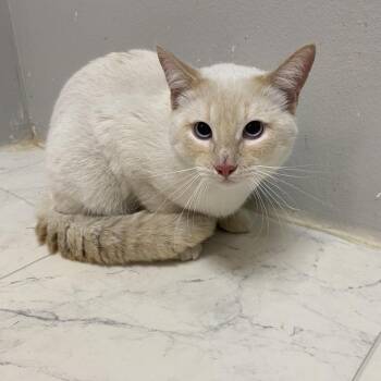 Domestic Short Hair Cats Available for Adoption - Snow | PetCurious