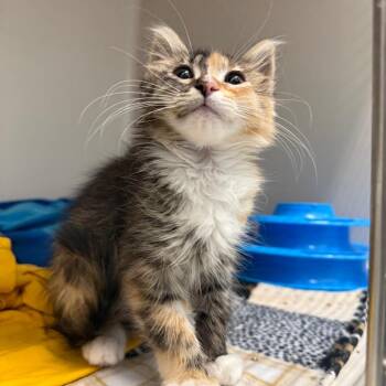 Lemon -  Domestic Medium Hair Cat for Adoption in Durango, Colorado - Lemon | PetCurious