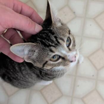 Effie -  Domestic Short Hair Cat for Adoption in Winchester, Virginia - Effie | PetCurious