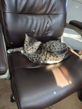 Domestic Short Hair Cats Available for Adoption in Sedalia, Colorado - Cimarron | PetCurious