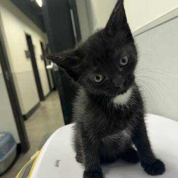 Domestic Short Hair Cats Available for Adoption in Tampa, Florida - Misty | PetCurious